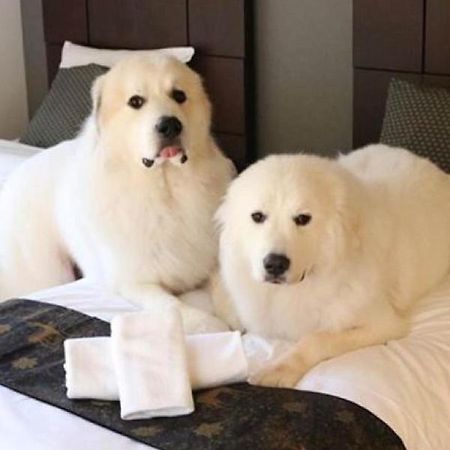 Miyajima Shiro Hotel Hatsukaichi Eksteriør billede